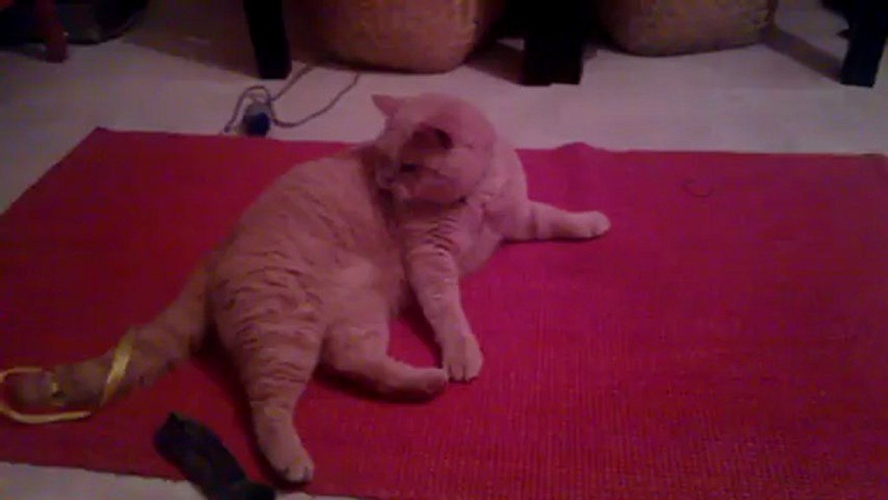 Farmer le chat qui joue avec sa queue