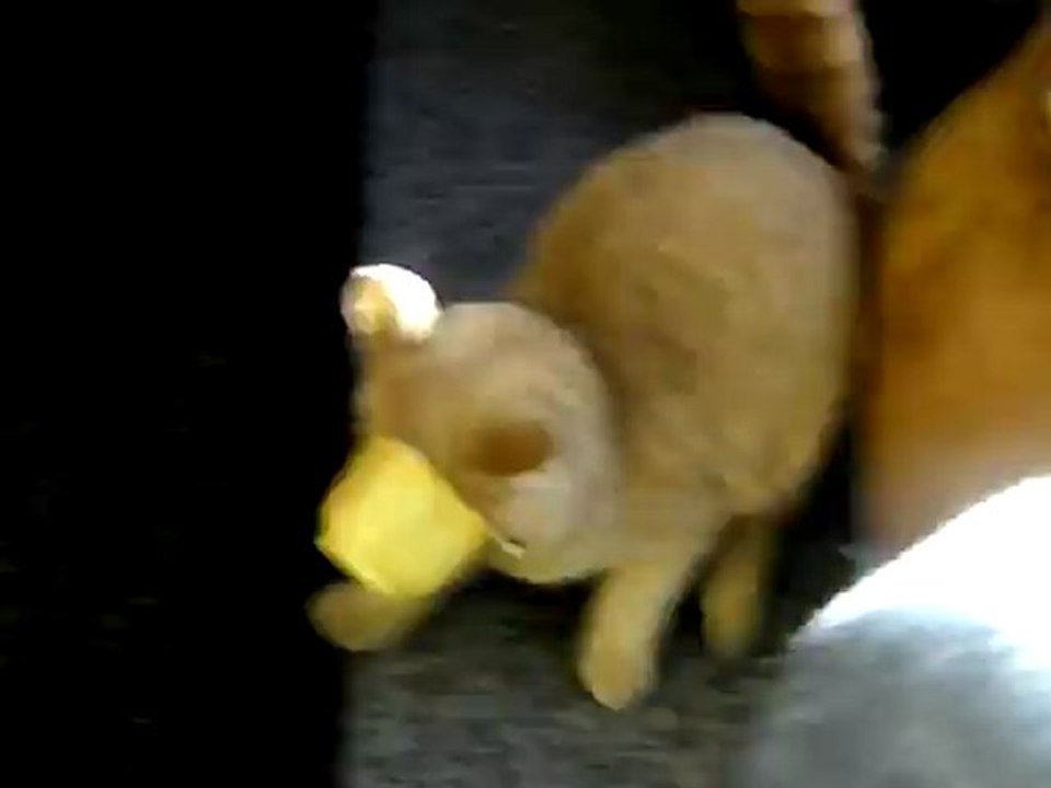 Farmer le chat qui lèche une Danette