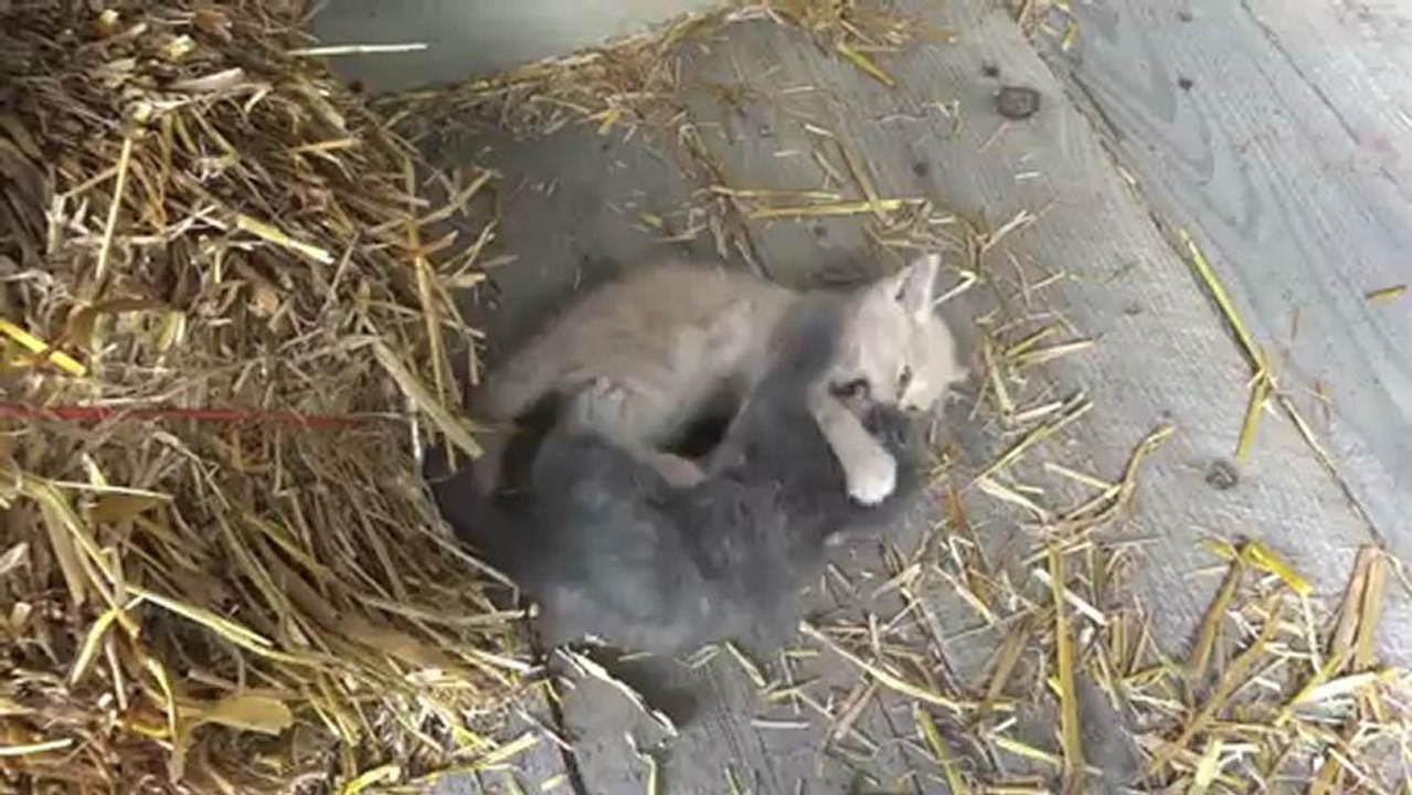 Chatons qui jouent ( Kittens Playing )