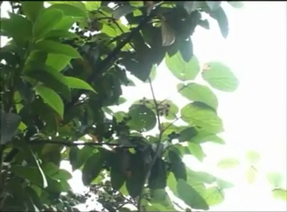 Selçuk Balcı   -   Gel Sar Beni