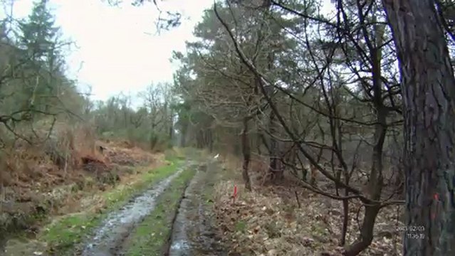 chasse à la bécasse au braque français