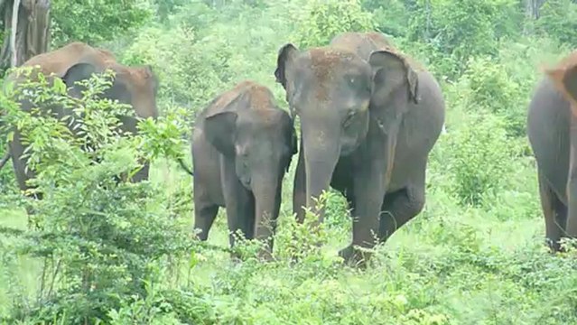 Sri Lanka - Elephants