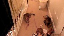 Bengal Cat Rocket Chasing Ribbon Linus Cat Tips