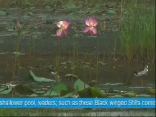 Baikka Beel Wetland