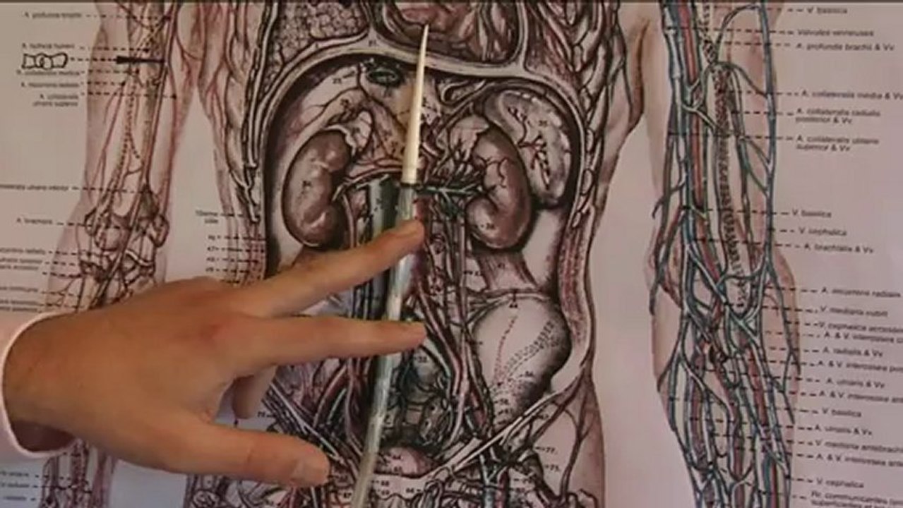 Santé : Les solutions chirurgicales de l'anévrisme de l'aorte abdominale