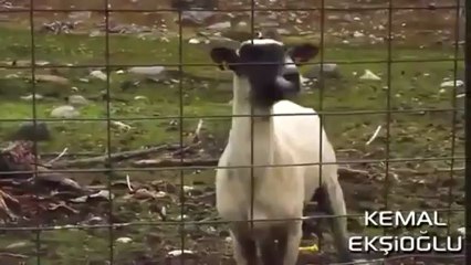 Çığlık Atan Koyun