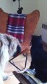 Gribouille le Briard et son chat, Happy