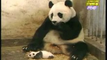 Baby Panda Sneezes