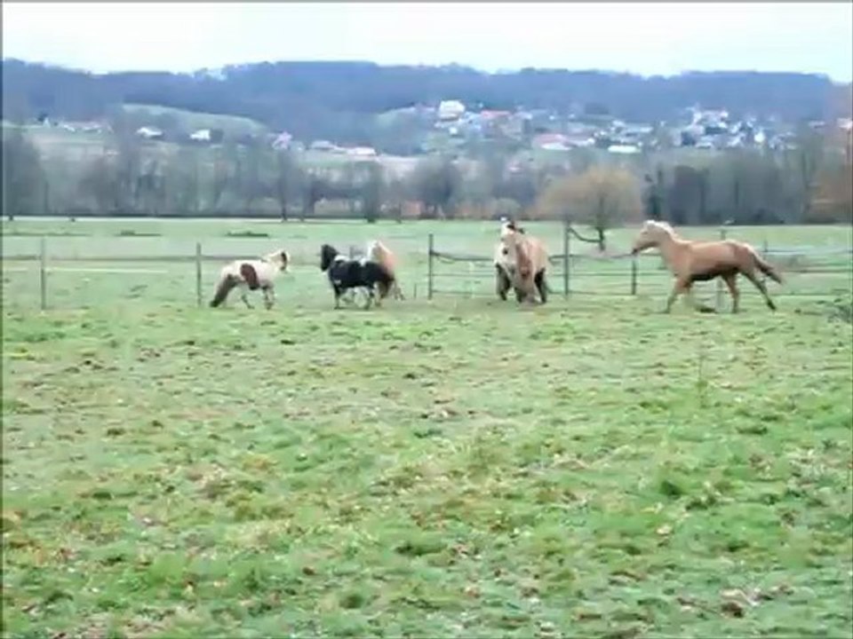 Des chevaux trés malheureux !