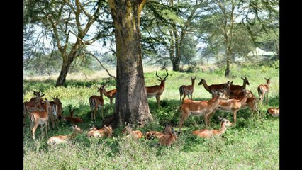 Voyage au Kénya - Tanzanie