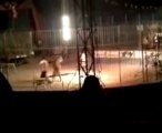 Tigre Mata a Domador en Mexico   Tiger kills its trainer in a circus