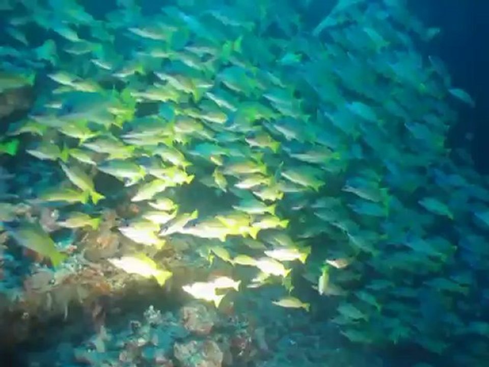 Croisière Maldives Vieux Plongeur Novembre 2012