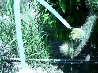 opuntia-cross. Croisement du figuier de barbarie