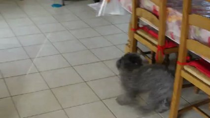 Cours après moi hermione