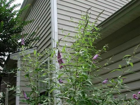 Pressure Washing Charlotte, To Days Work 2/129/2013