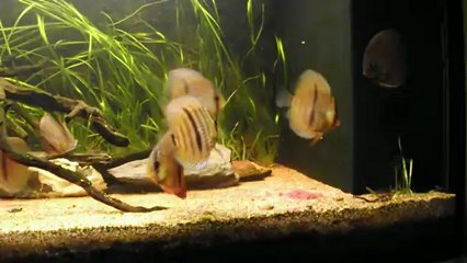 430 l Discus heckel video 3