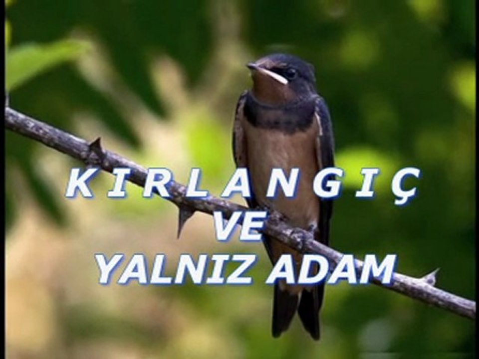 Kırlangıç ve yalnız adam