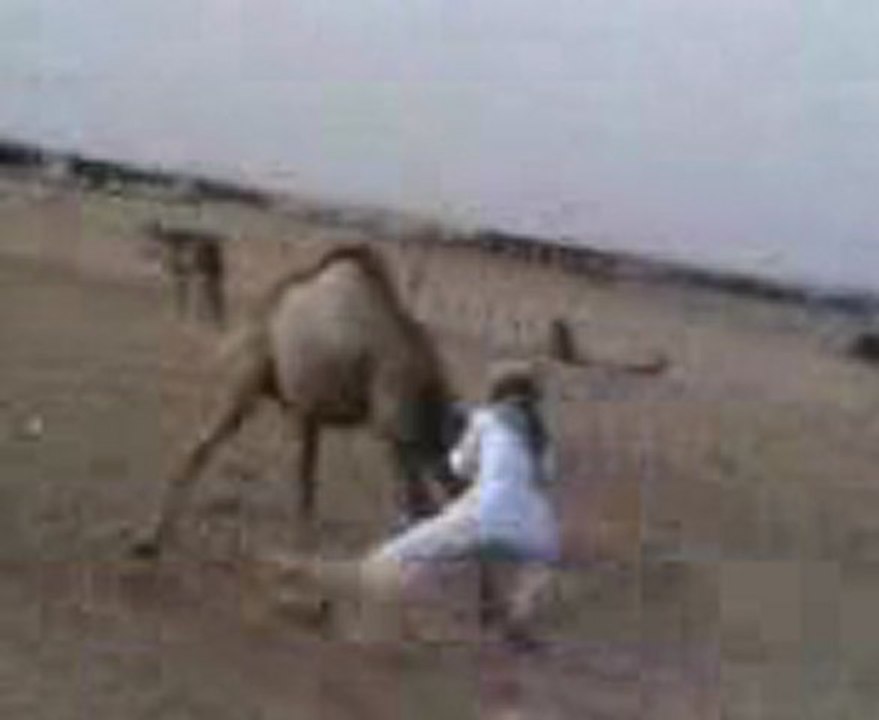 Camel Funny
