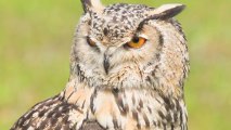 How Can Owls Rotate Their Heads