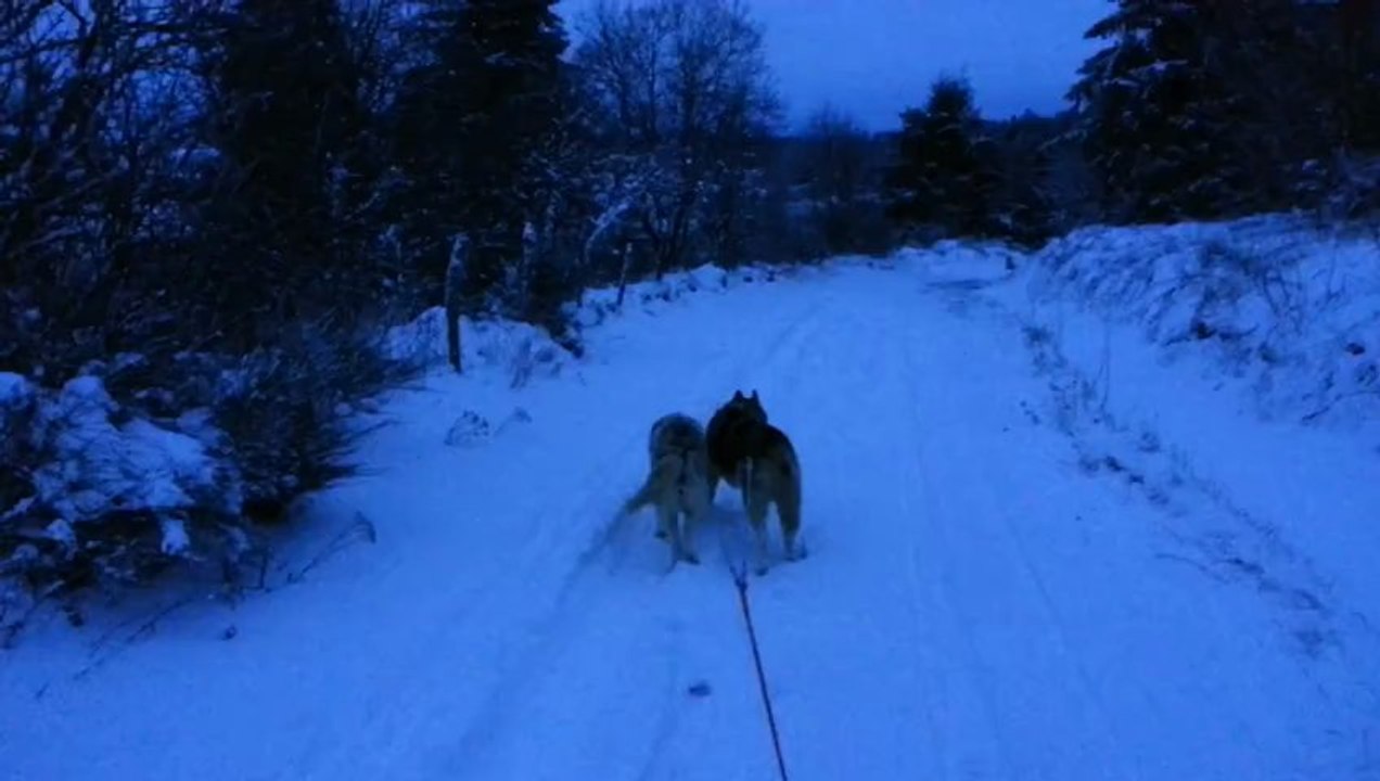 PARCOURS TRAINEAU ENTRE CHIENS ET LOUPS AU SERVIERE