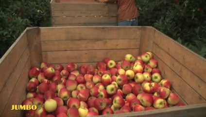 m9 bodur elma bahçesi