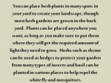 Landscape Your Yard with Herbs