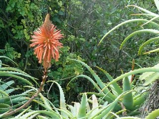 Majorque au temps des amandiers en fleurs