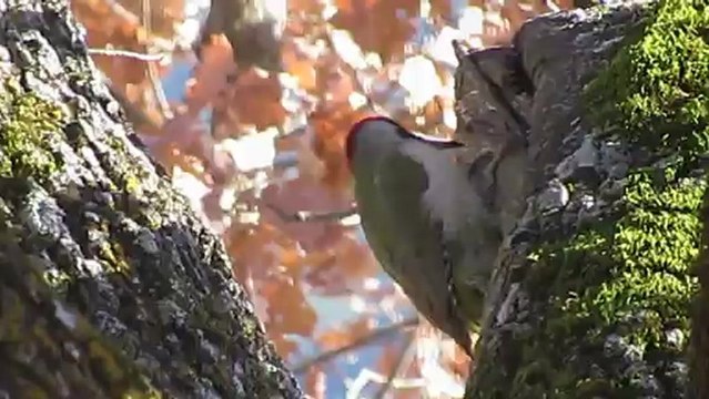 Pic vert 03 02 2103 1