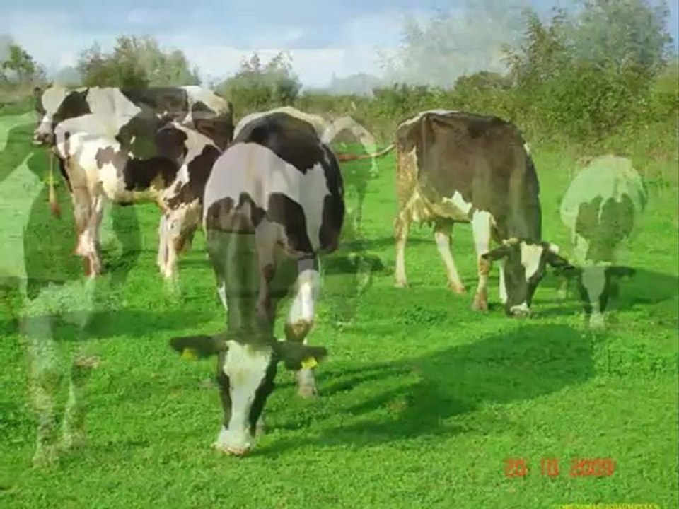 Cayır bitkisi örtüsü,Yapay cayır nedir,Cayır mera kanunu