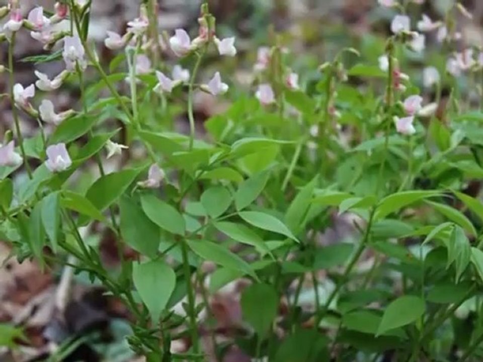 Mürdümük tohumu cesitleri,Mürdümük tohumu ekımı,mürdümük tohumu özellıkleri