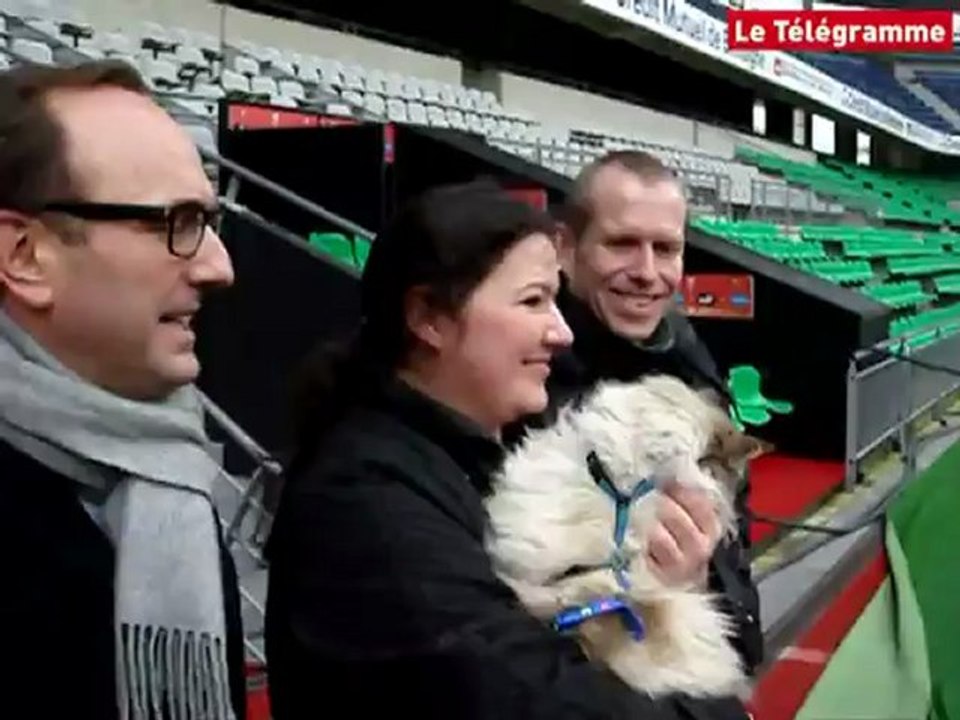 Stade Rennais. Vu à la télé : Tigrou retrouvé sain et sauf !