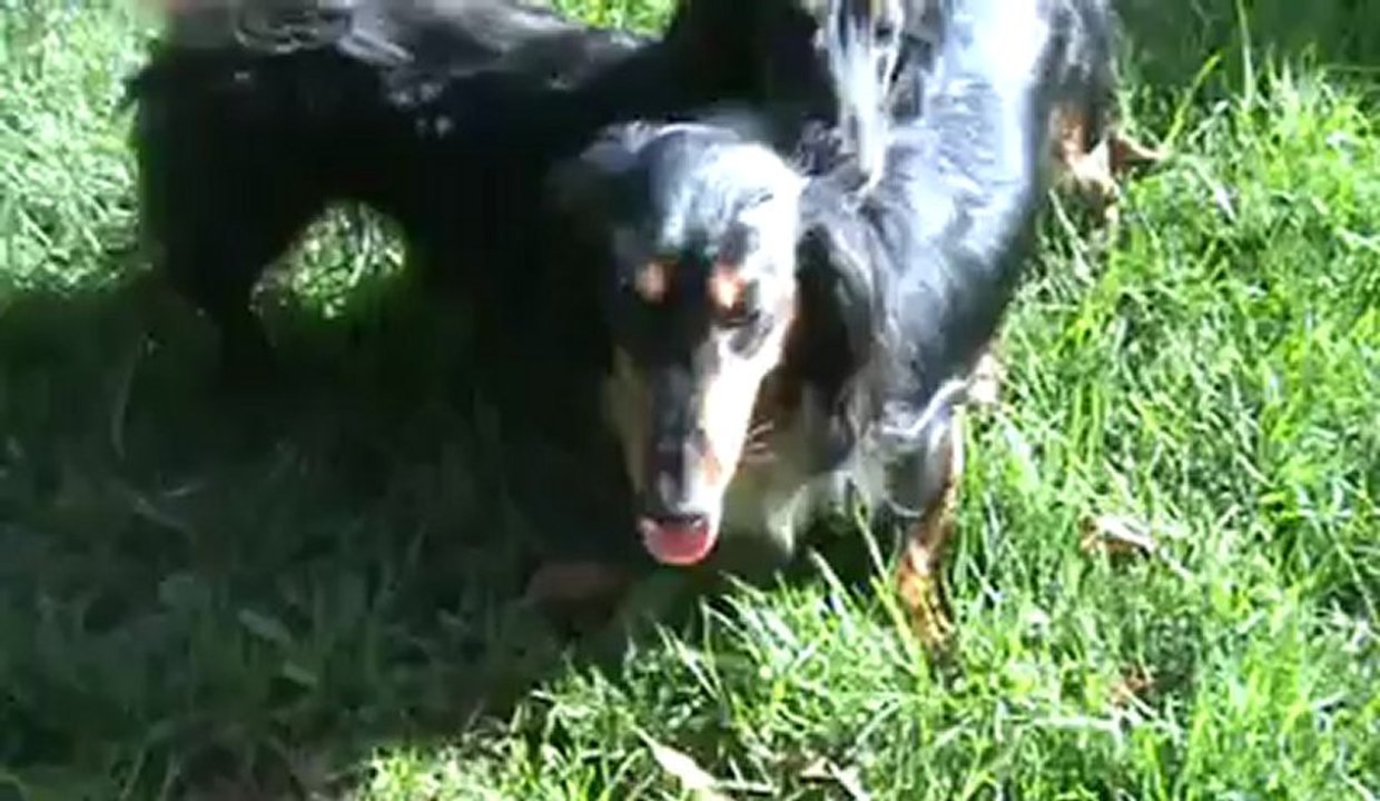 Mes 2 Teckels foufous