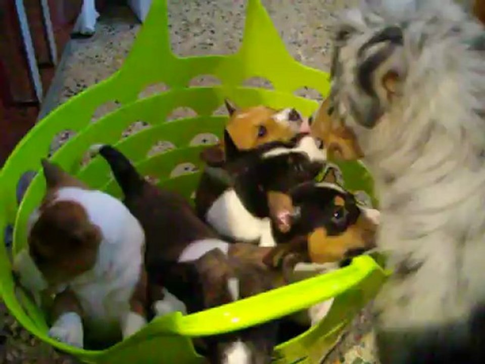Chiots I-A 5eme semaine