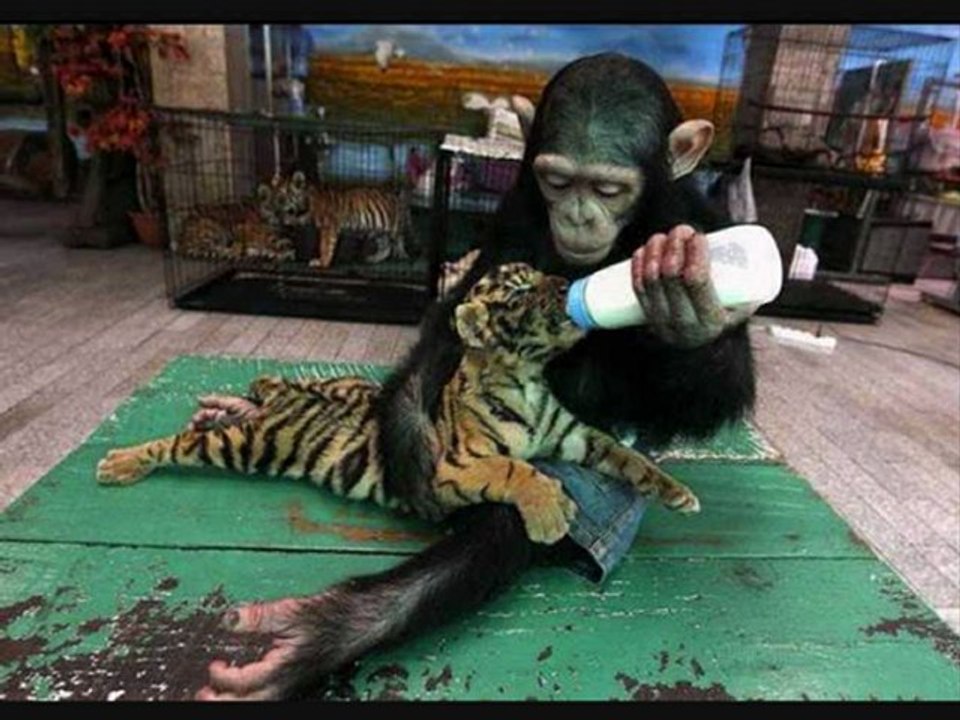 KUSLAR/BIRDS - SUAVI....