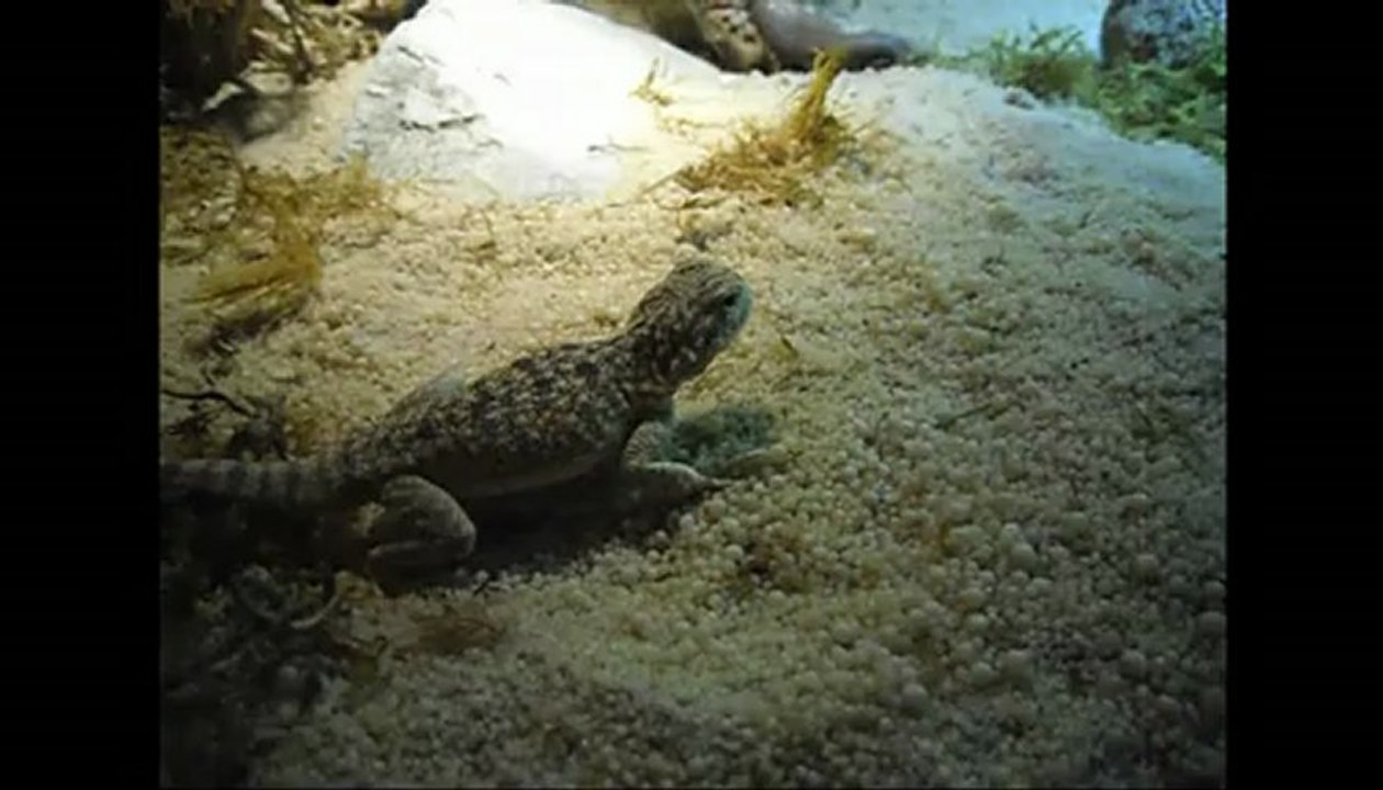 Traitement Revitalive (Reptiles)