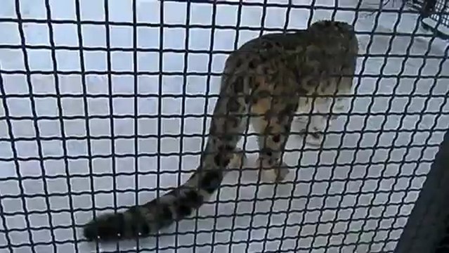 снежный барс