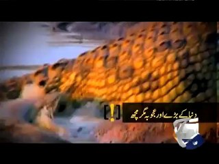 Geo Ajooba- 22 Jan 2012-Crocodiles-Mangopir Karachi
