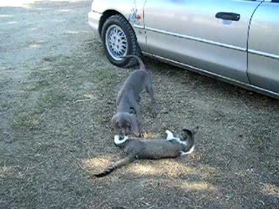 pauvre chat!