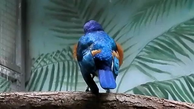 яркие птицы