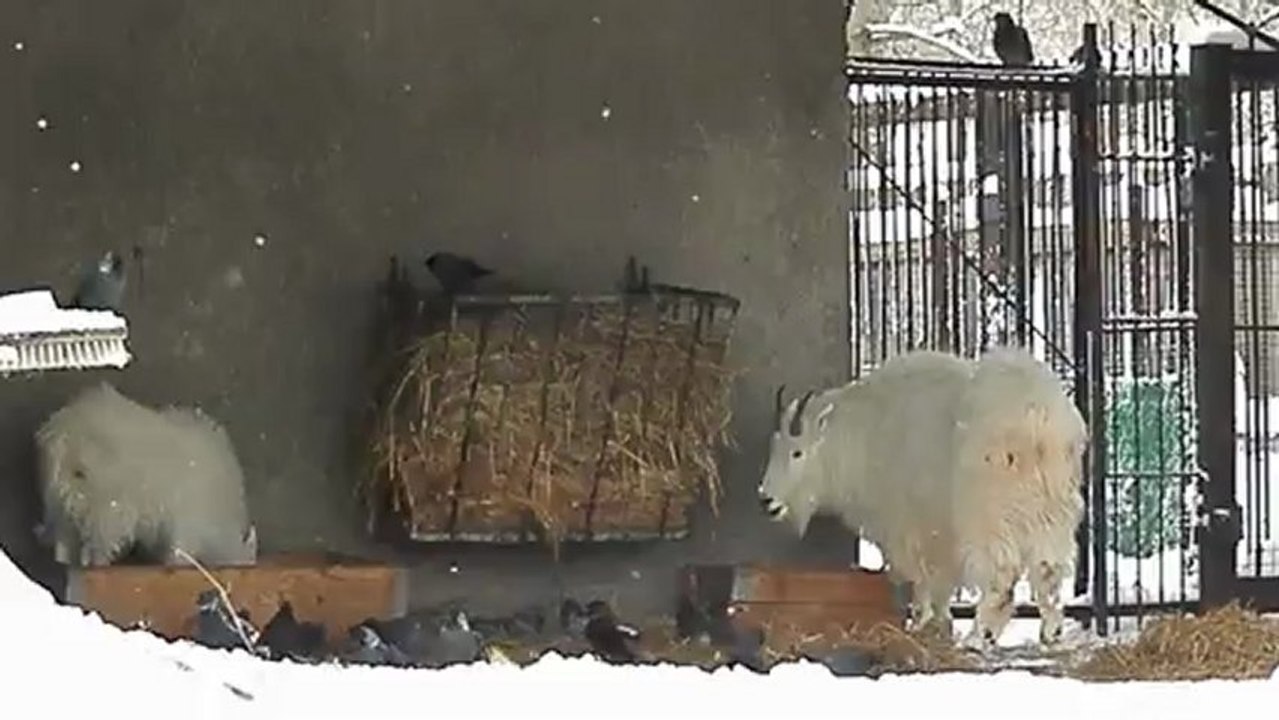 снежные козы и птицы