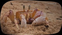 Funny Animals: Sand-scuttling ghost crab