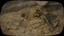 Funny Animals: Fat wolf spider gets stuck in its burrow