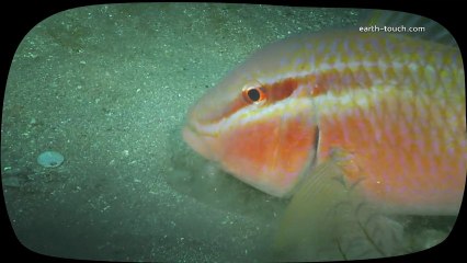 Funny Animals: Fish with Freaky Whiskers