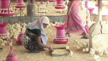 ازدياد الطلب على اللحوم في صفوف الطبقة الوسطى في الهند