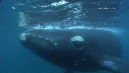 Massive whale wants human company! | Crazy Cameramen Episode 4