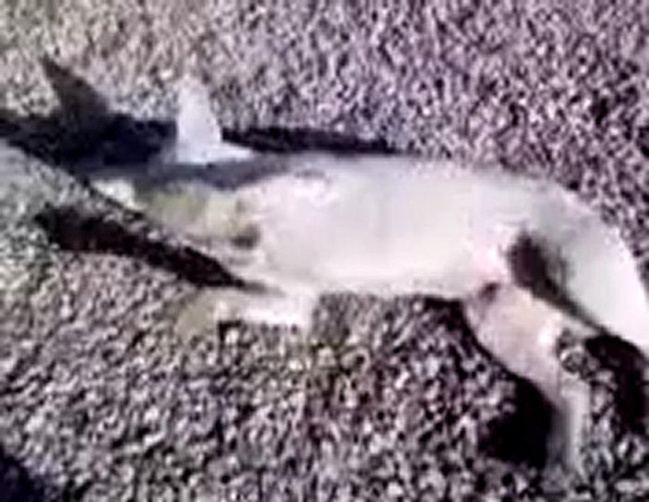 tempo bull terrier chien de combat