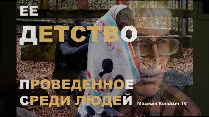 ОБЕЗЬЯНА одевается НАКИДКАМИ * Film Muzeum Rondizm TV