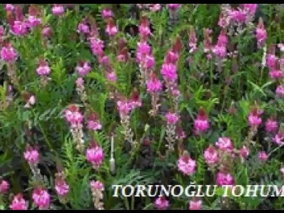 Korunga tohumu yetiştiriliçigi,Korunga tohumu fiyatları