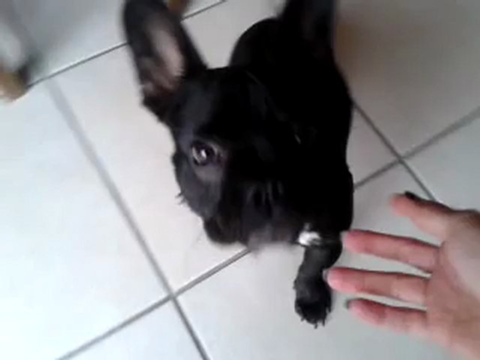 Harley 6 mois. éducation