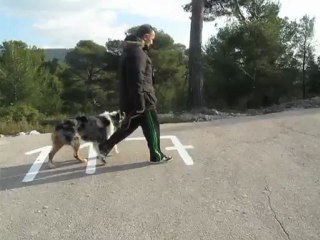 Dressage canine la ciotat : Exercices de base